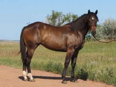 Whiskey Up Nala JW <BR>AQHA 5803232